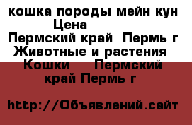 кошка породы мейн-кун › Цена ­ 10 000 - Пермский край, Пермь г. Животные и растения » Кошки   . Пермский край,Пермь г.
